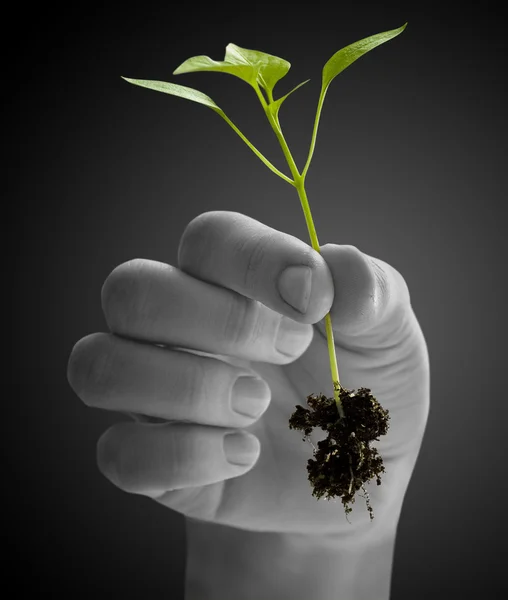 Wooman holding een plant tussen handen op wit — Stockfoto
