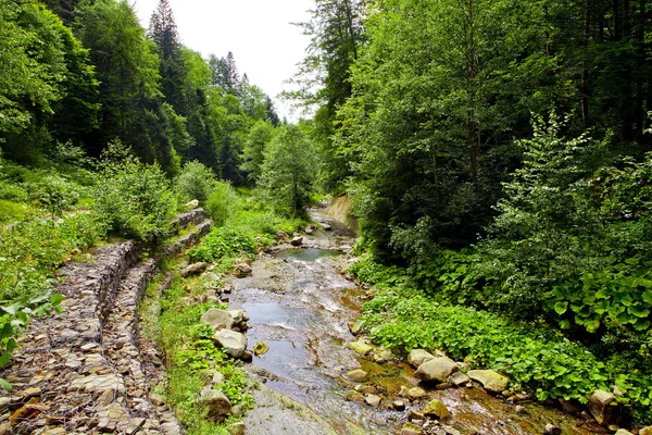 Floresta montesa — Fotografia de Stock