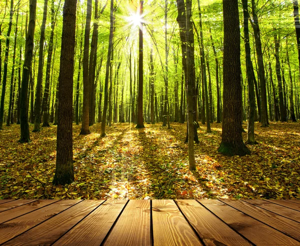 Outono fundos florestais — Fotografia de Stock