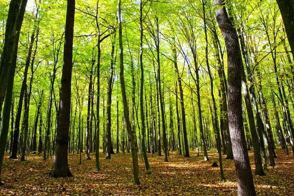 Árboles del bosque otoñal —  Fotos de Stock