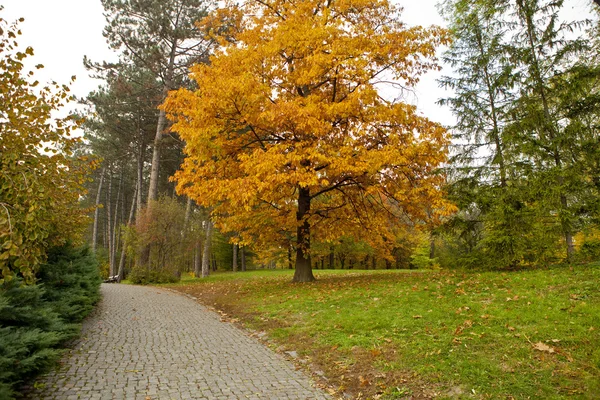 Sonbahar ormanının — Stok fotoğraf