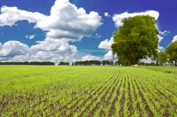 Campo de hierba. prado verde bajo el cielo — Foto de Stock