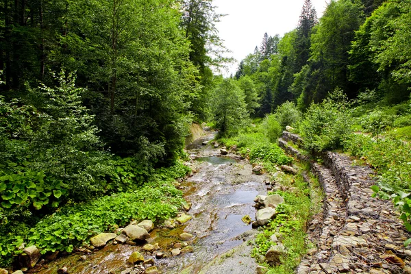 Bergskog — Stockfoto