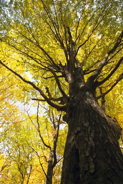 Höst skog — Stockfoto