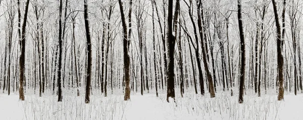 Vinter — Stockfoto