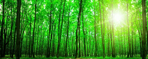 Forest trees — Stock Photo, Image