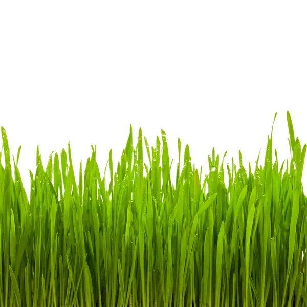 Wheat grass — Stock Photo, Image