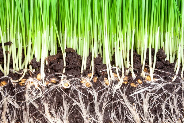 Sprouts wheat — Stock Photo, Image