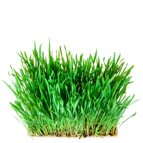 Wheat grass — Stock Photo, Image