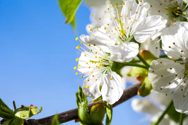 Fiori di ciliegio — Foto Stock