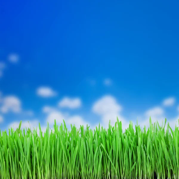 Groen gras — Stockfoto