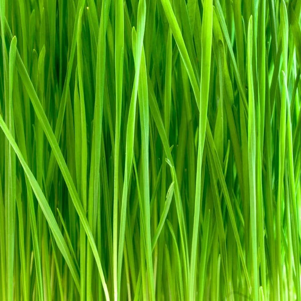 Растительная пшеница — стоковое фото