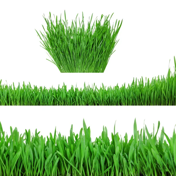 Wheat grass — Stock Photo, Image