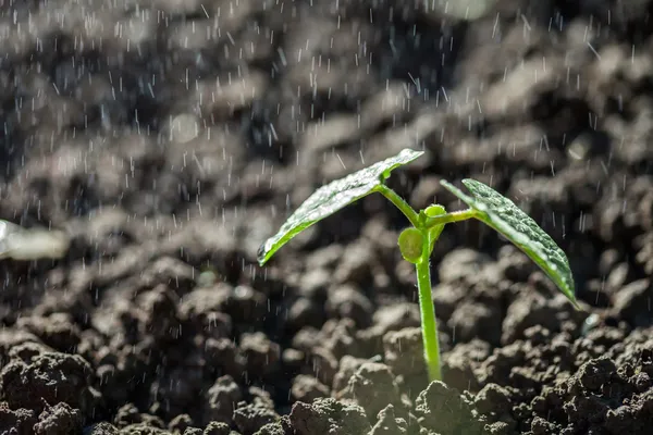 Yağmurda yerde yetişen yeşil fide — Stok fotoğraf