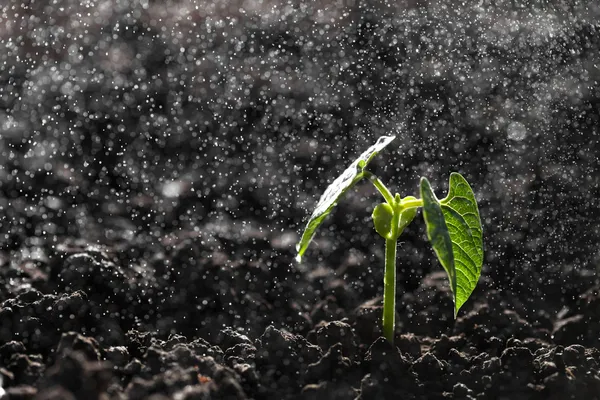 Green seedling growing on the ground in the rain — Stock Photo, Image