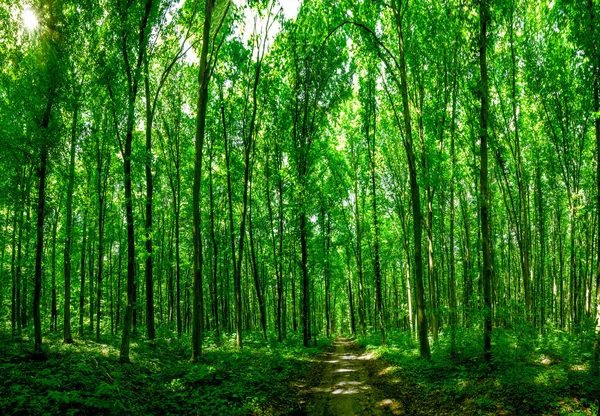 Panorama forest — Stock Photo, Image