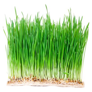  green wheat grass  clipart