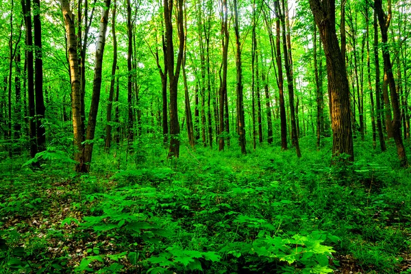 Alberi forestali . — Foto Stock