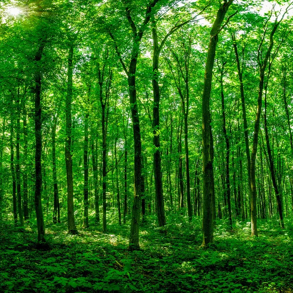 Forest trees. — Stock Photo, Image