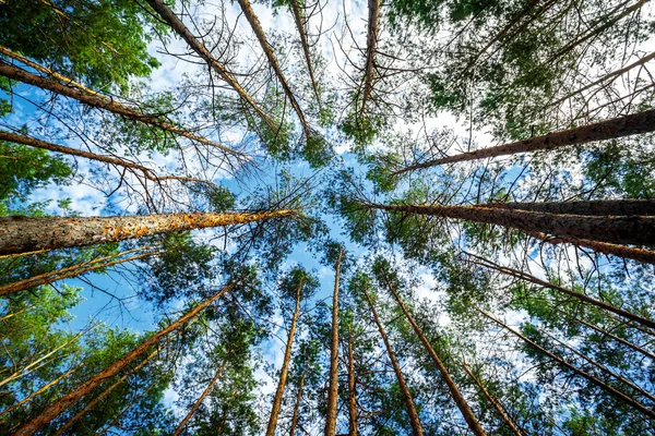 Árboles de pinos . — Foto de Stock