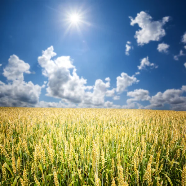 Field of grass — Stock Photo, Image