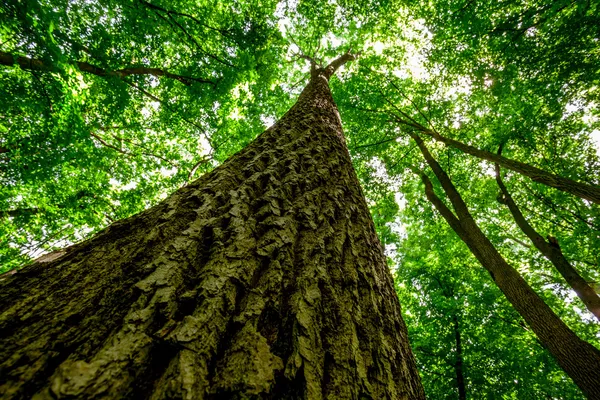 Дерев лісу — стокове фото