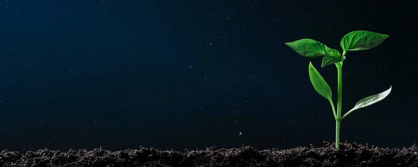 夜に地面に成長する緑の苗 — ストック写真