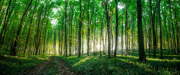 Árboles Forestales Verano Naturaleza Madera Verde Luz Del Sol Fondos —  Fotos de Stock