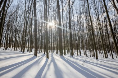 Karlı ve güneşli bir panorama kış ormanı