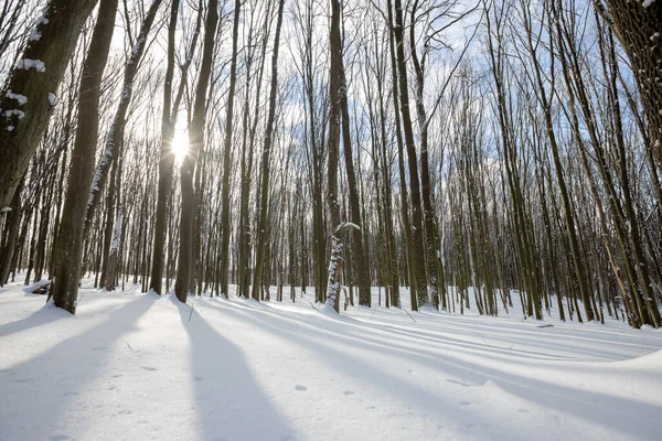 覆盖着冰雪和阳光的全景冬季森林 — 图库照片