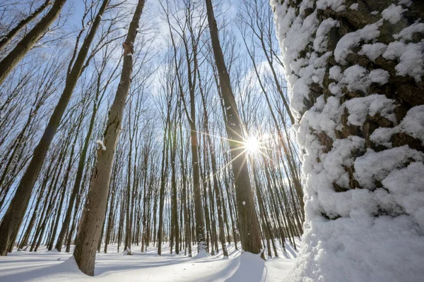 雪と太陽に囲まれたパノラマの冬の森 — ストック写真