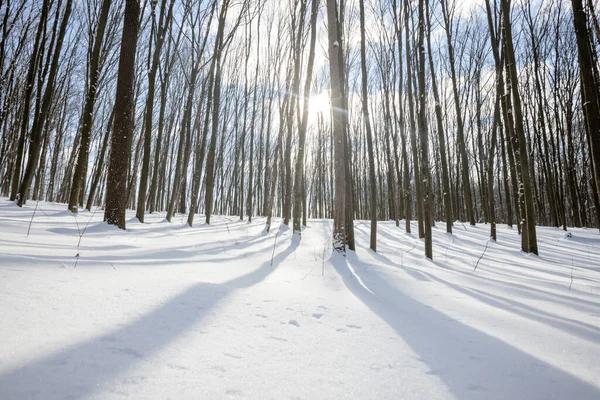 Uma Floresta Inverno Panorâmica Com Neve Sol — Fotografia de Stock