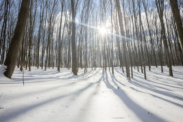 Bosque Invernal Panorámico Con Nieve Sol — Foto de Stock