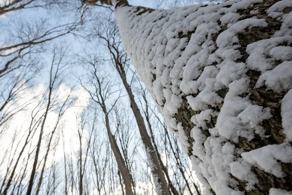 Bosque Invernal Panorámico Con Nieve Sol —  Fotos de Stock