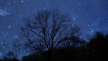 Gece gökyüzü ve yıldızlar ormanda