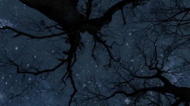 Gece gökyüzü ve yıldızlar ormanda