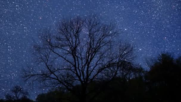 Noční Obloha Hvězdy Lese — Stock video