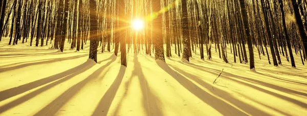 Karlı Güneşli Bir Panorama Kış Ormanı — Stok fotoğraf