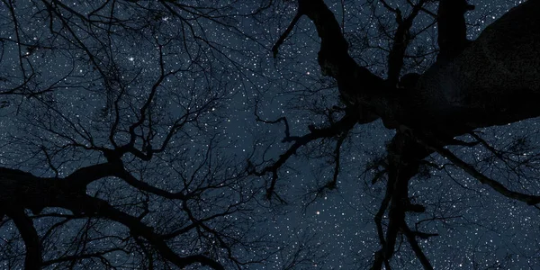 Ночное Небо Лесу Звездами Небесах — стоковое фото