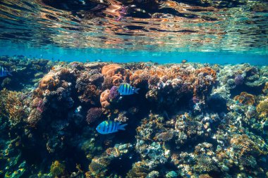 Kızıldeniz 'deki panorama sualtı mercan resifi