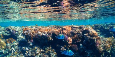 Kızıldeniz 'deki panorama sualtı mercan resifi