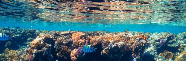 Panorama Podwodnej Rafy Koralowej Morzu Czerwonym — Zdjęcie stockowe