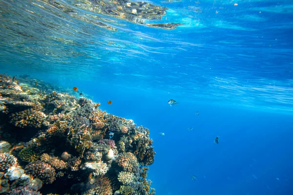 Kızıldeniz Deki Panorama Sualtı Mercan Resifi — Stok fotoğraf