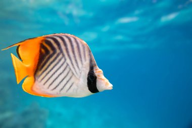 Kızıldeniz 'deki panorama sualtı mercan resifi