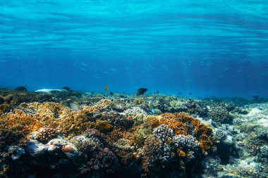 Kızıl denizdeki sualtı mercan resifi