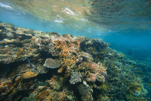 Barriera Corallina Sottomarina Sul Mare Rosso — Foto Stock