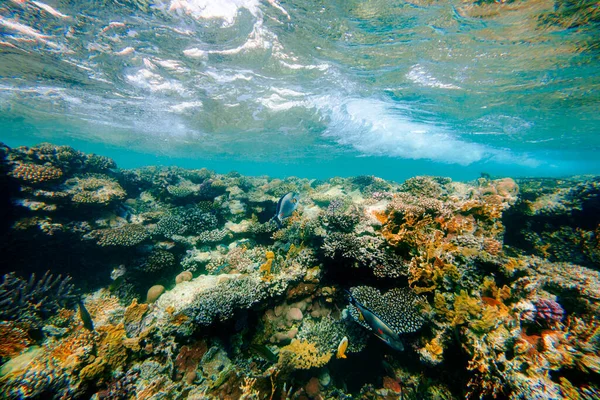 Underwater Coral Reef Red Sea — Stock Photo, Image