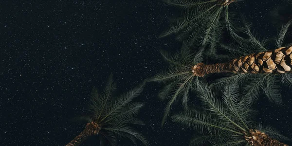 Noel Palmiye Ağaçlarının Üzerinde Parlar — Stok fotoğraf