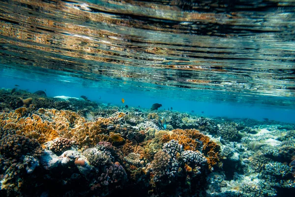 Underwater Coral Reef Red Sea — Stock Photo, Image