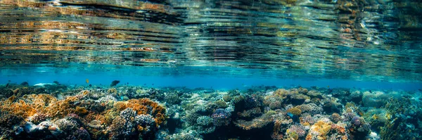 Panorama Underwater Coral Reef Red Sea — Stock Photo, Image